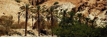 Оазис Эйн Геди, Израиль
